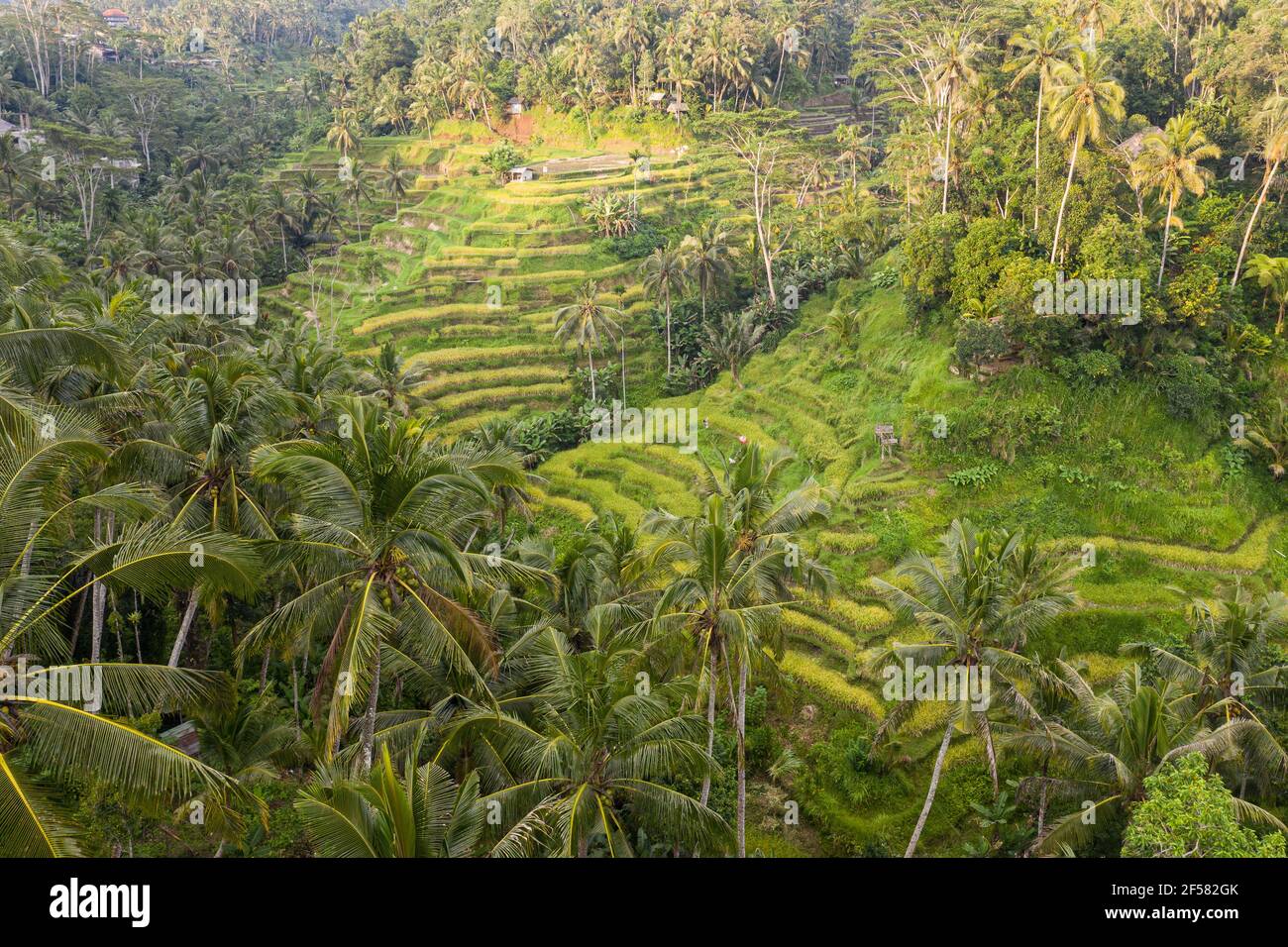 Le famose terrazze di riso Tegallalang vicino a Ubud a Bali, Indonesia. Foto Stock