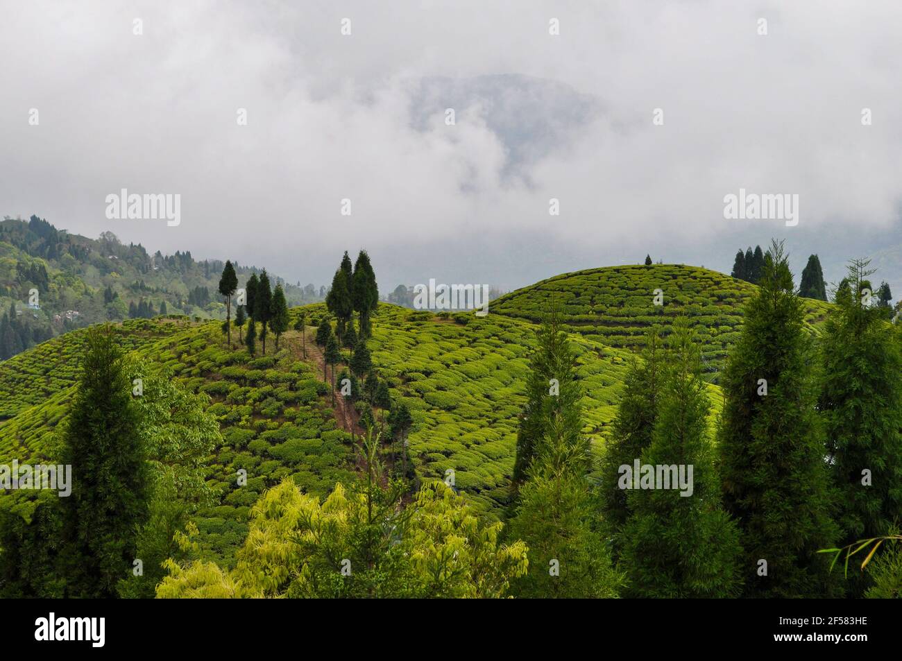 Organic Tea Garden si estende su un pendio nel quartiere di Darjeeling. Foto Stock