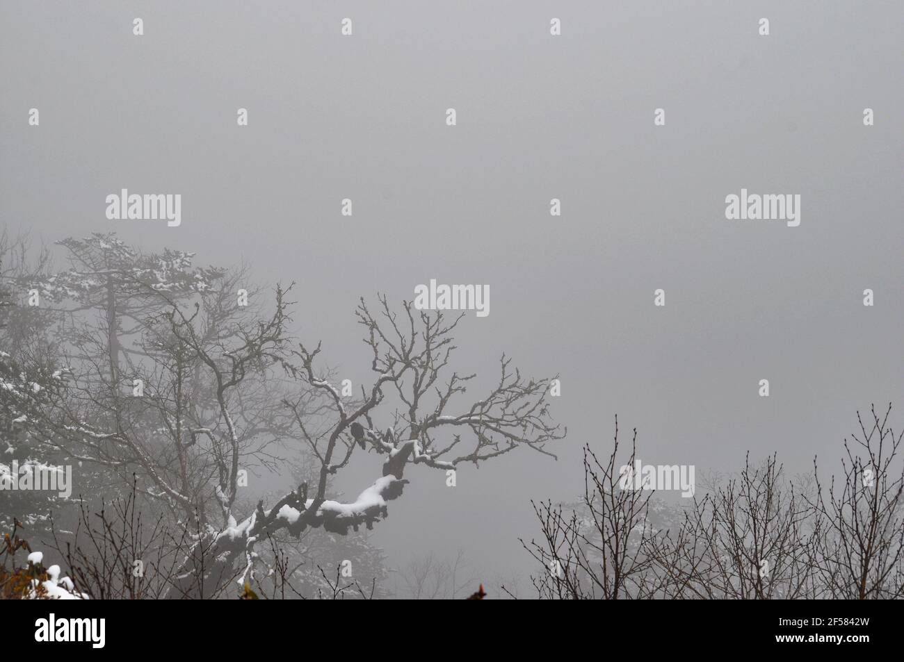 Un uccello solitario che combatte il clima duro con il freddo estremo e la caduta della neve. Foto Stock