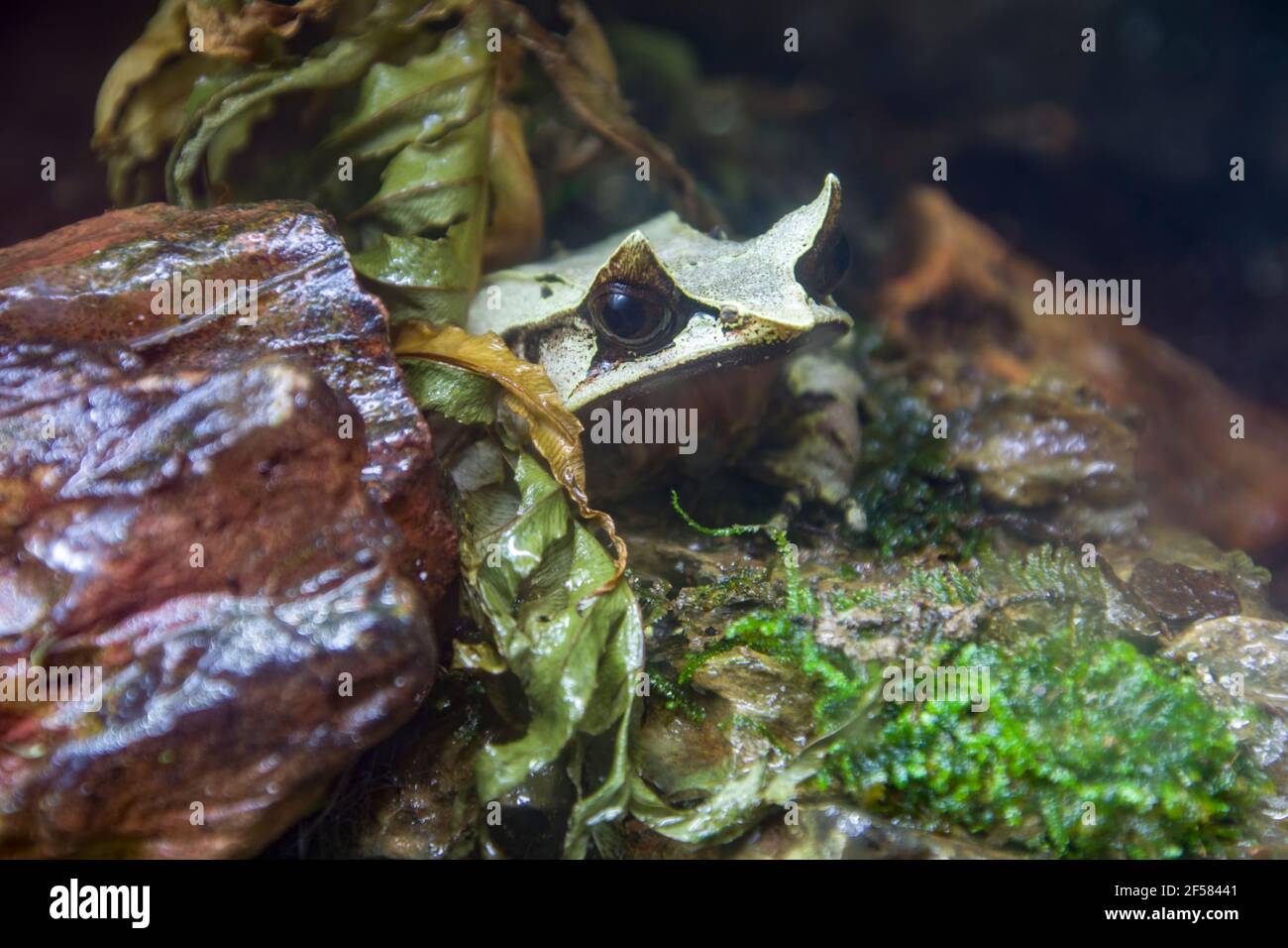 La rana cornuta dal naso lungo (Megophrys nasuta) è una specie di rana limitata alle aree della foresta pluviale Della Thailandia meridionale e della Malaysia peninsulare Foto Stock