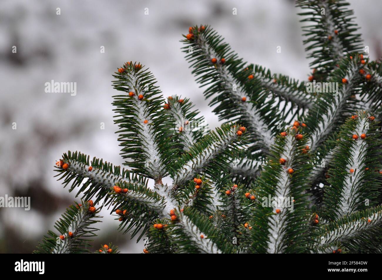 L'albero di natale verde lascia frutta di colore arancio coperta di cristallina neve Foto Stock
