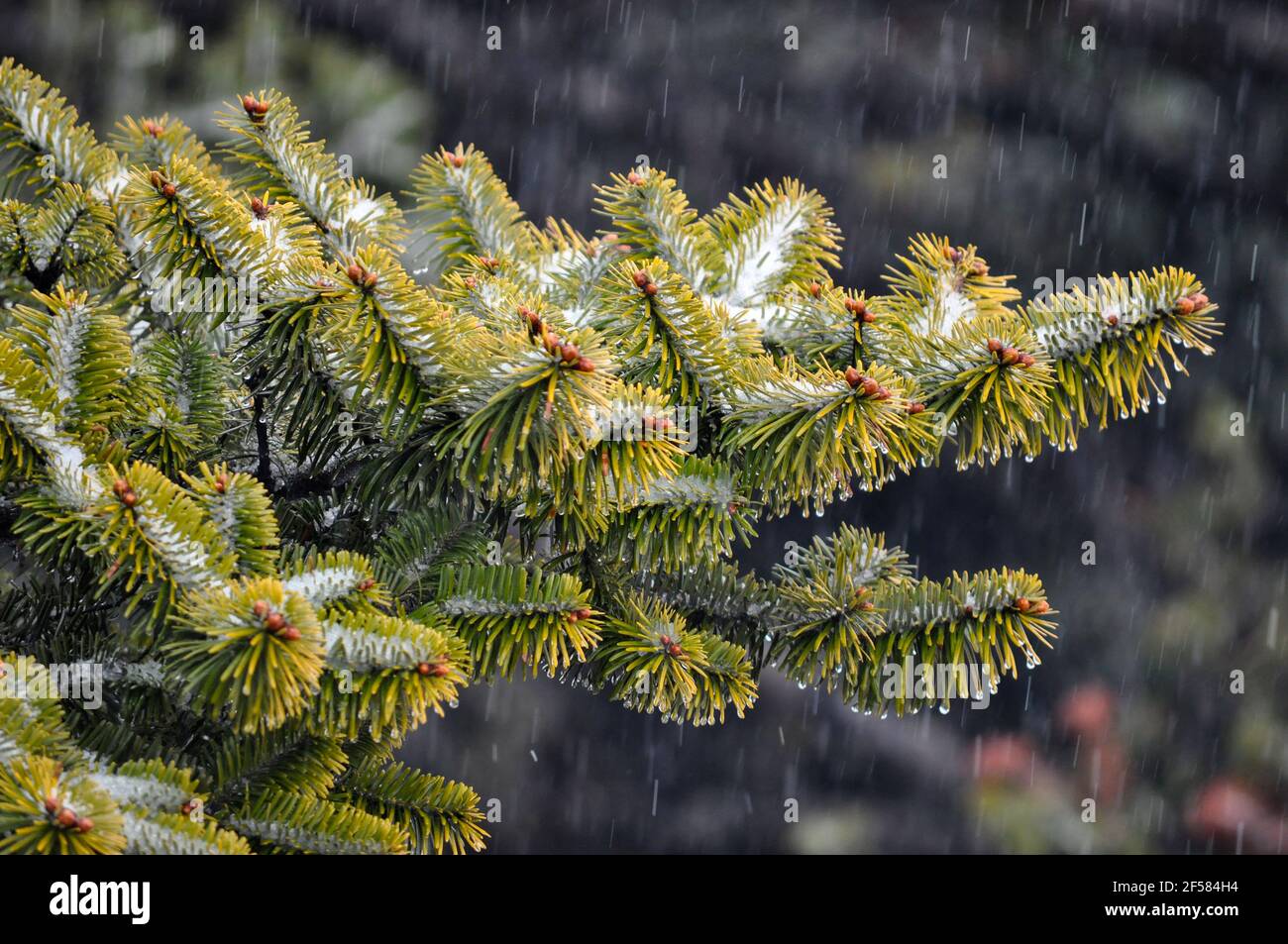 Foglie verdi dell'albero di natale e frutta di colore arancio ricoperta di neve cristallina Foto Stock