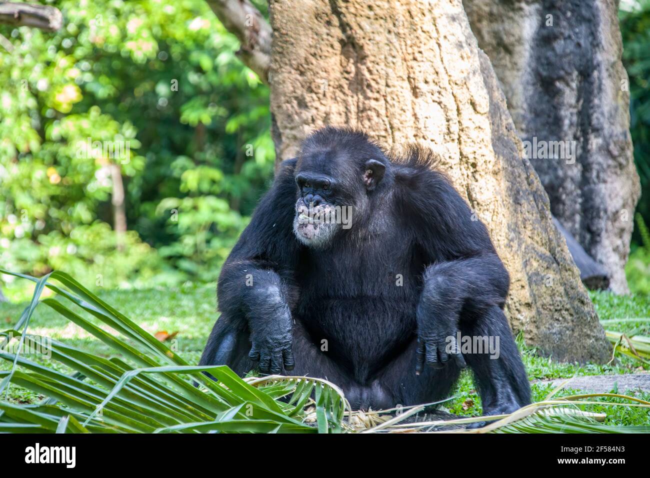 Un vecchio Chimpanzee maschio sta siting e mangiando. Lo scimpanzé è una specie di grande scimmia originaria delle foreste e delle savane dell'Africa tropicale. Foto Stock