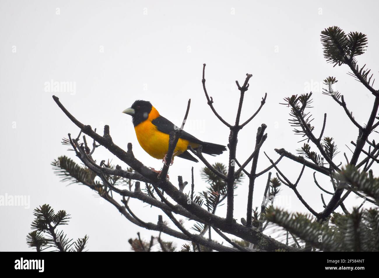 Il grossbeak agganciato giallo luminoso uccello colorato ad alta altitudine di diecimila piedi di altezza. Foto Stock