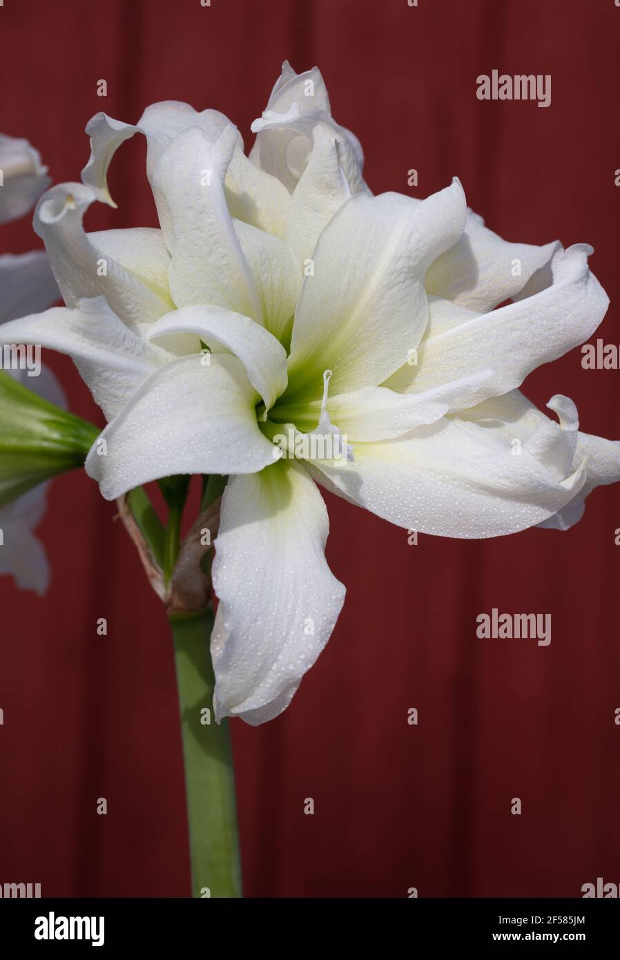 Hippeastrum 'Double White', Amaryllis (Hippeastrum x hortorum) Foto Stock