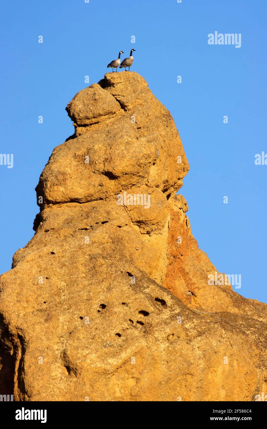 Oche canadesi (Branta canadensis) sulle scogliere di Smith Rocks da Rim Rock Trail, Smith Rock state Park, Oregon Foto Stock