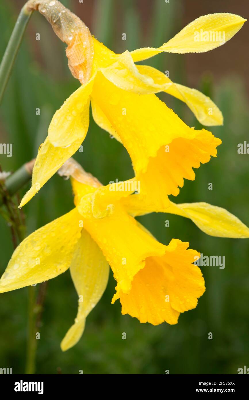 Daffodil, EE Wilson Wildlife Area, Oregon Foto Stock