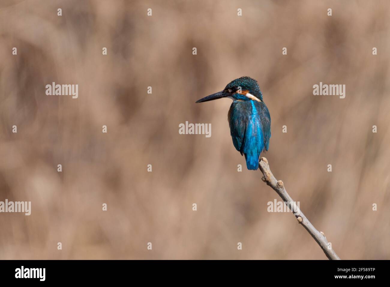 Comune kingfisher (Alcedo atthis), Isehara Città, Prefettura di Kanagawa, Giappone Foto Stock