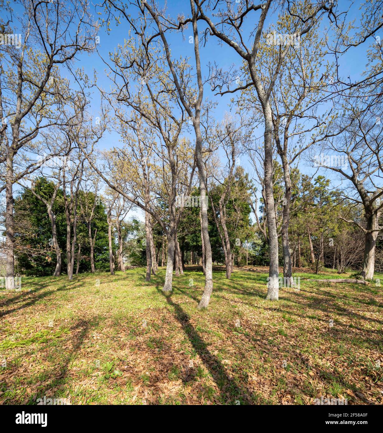 Area boscosa il 24 marzo 2021 (primavera iniziale), Isehara City, Prefettura di Kanagawa, Giappone Foto Stock
