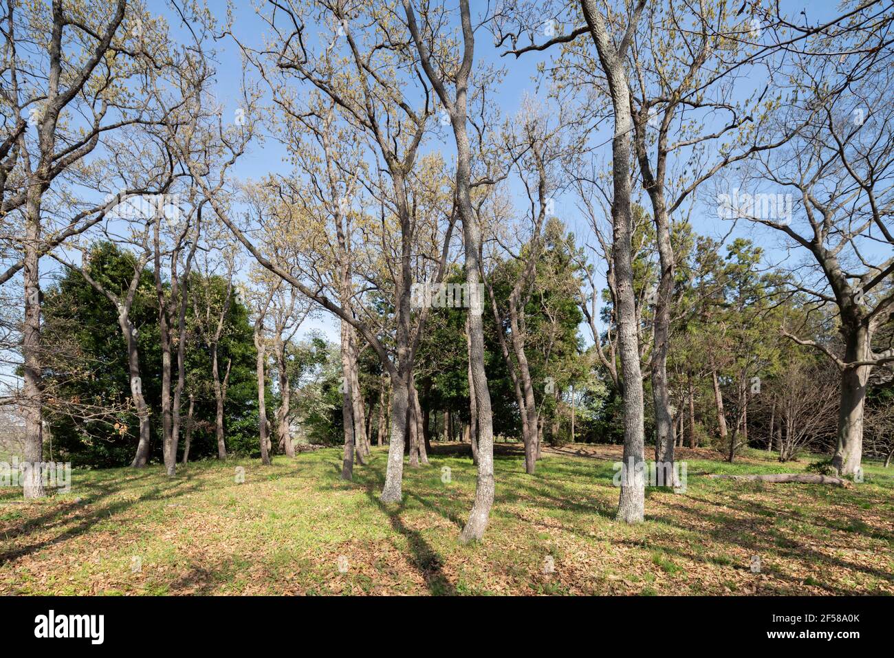 Area boscosa il 24 marzo 2021 (primavera iniziale), Isehara City, Prefettura di Kanagawa, Giappone Foto Stock