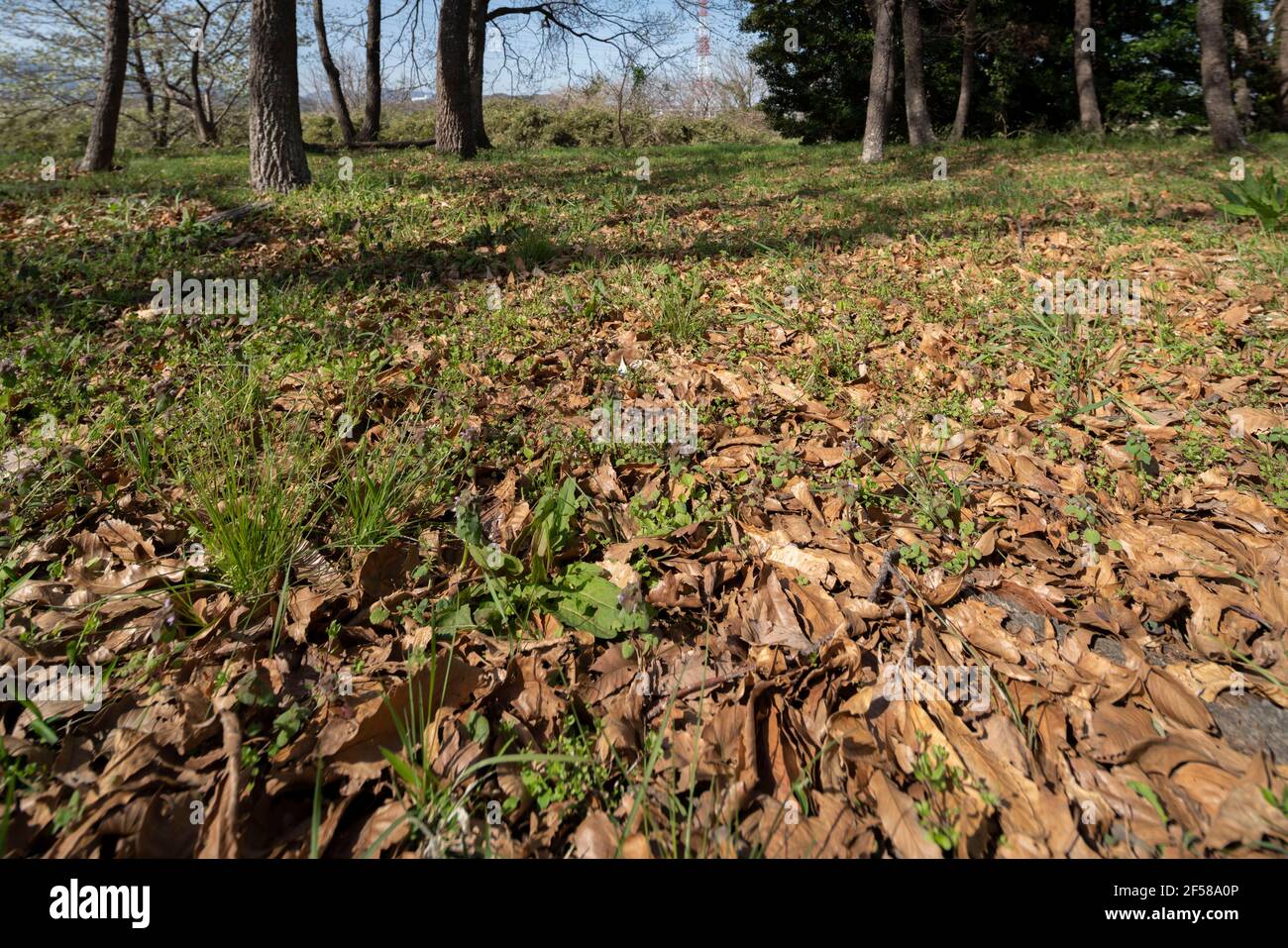 Area boscosa il 24 marzo 2021 (primavera iniziale), Isehara City, Prefettura di Kanagawa, Giappone Foto Stock