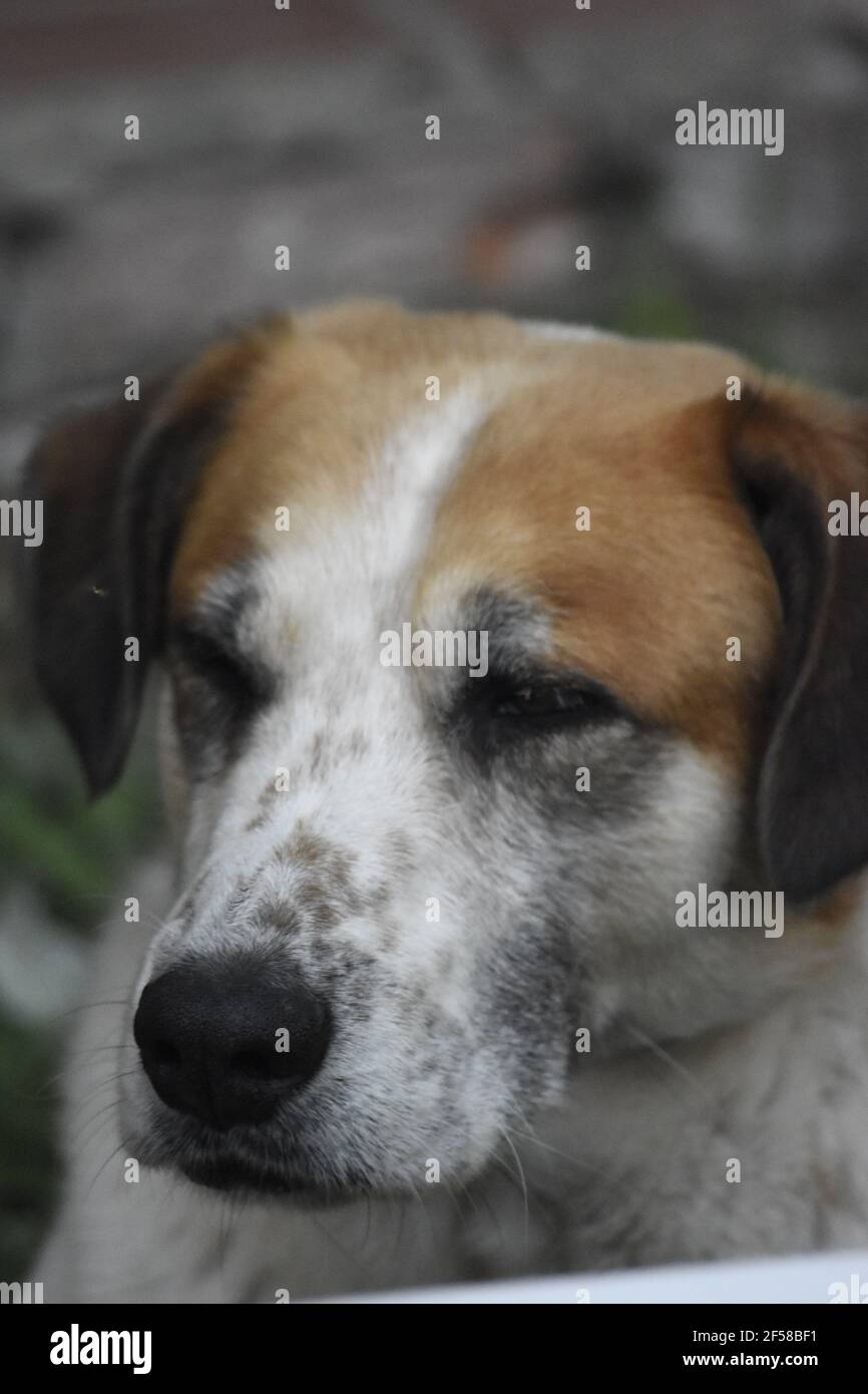 Ritratto di un cane Foto Stock
