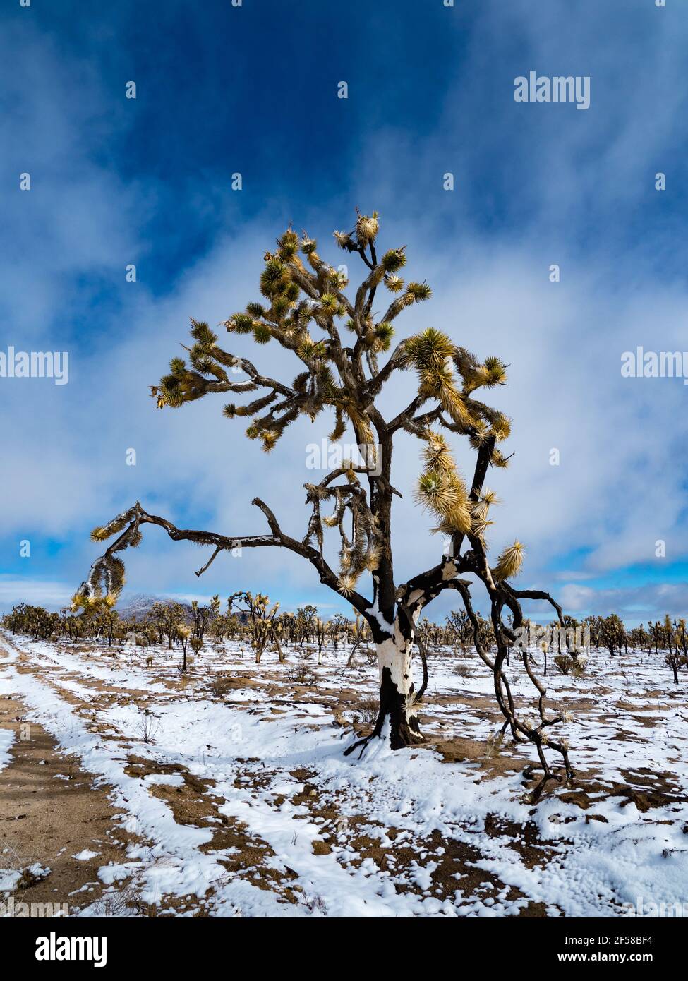 Tempesta di neve primaverile sugli alberi di Joshua bruciati della cima Dome, Mojave National Preserve, California, USA Foto Stock