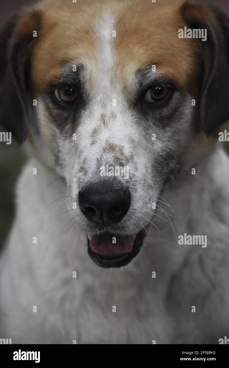 Ritratto di un cane Foto Stock