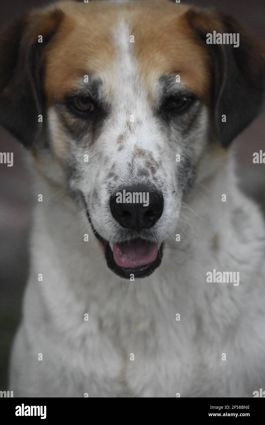 Ritratto di un cane Foto Stock