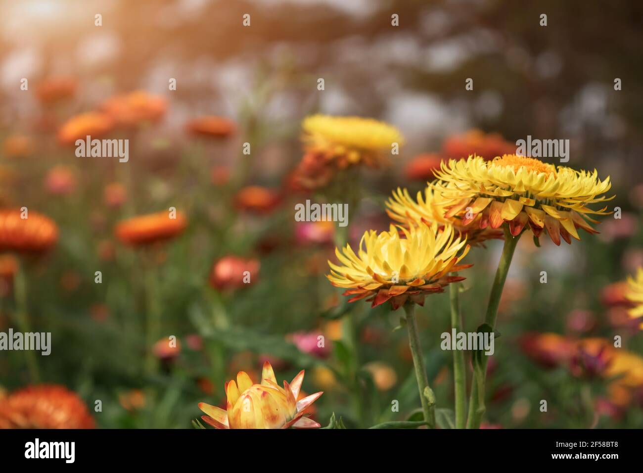 Elicriso o paglia fiore nel giardino esterno. Giallo paglierino fiori, nome  scientifico è Helichrysum bracteatum Foto stock - Alamy