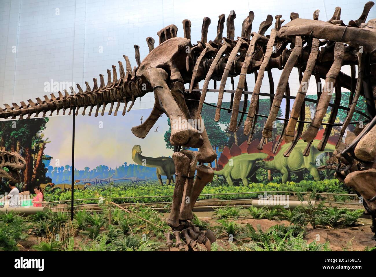 Scheletro di dinosauri mostra nel Carnegie Museum of Natural History. Pittsburgh.Pennsylvania.USA Foto Stock