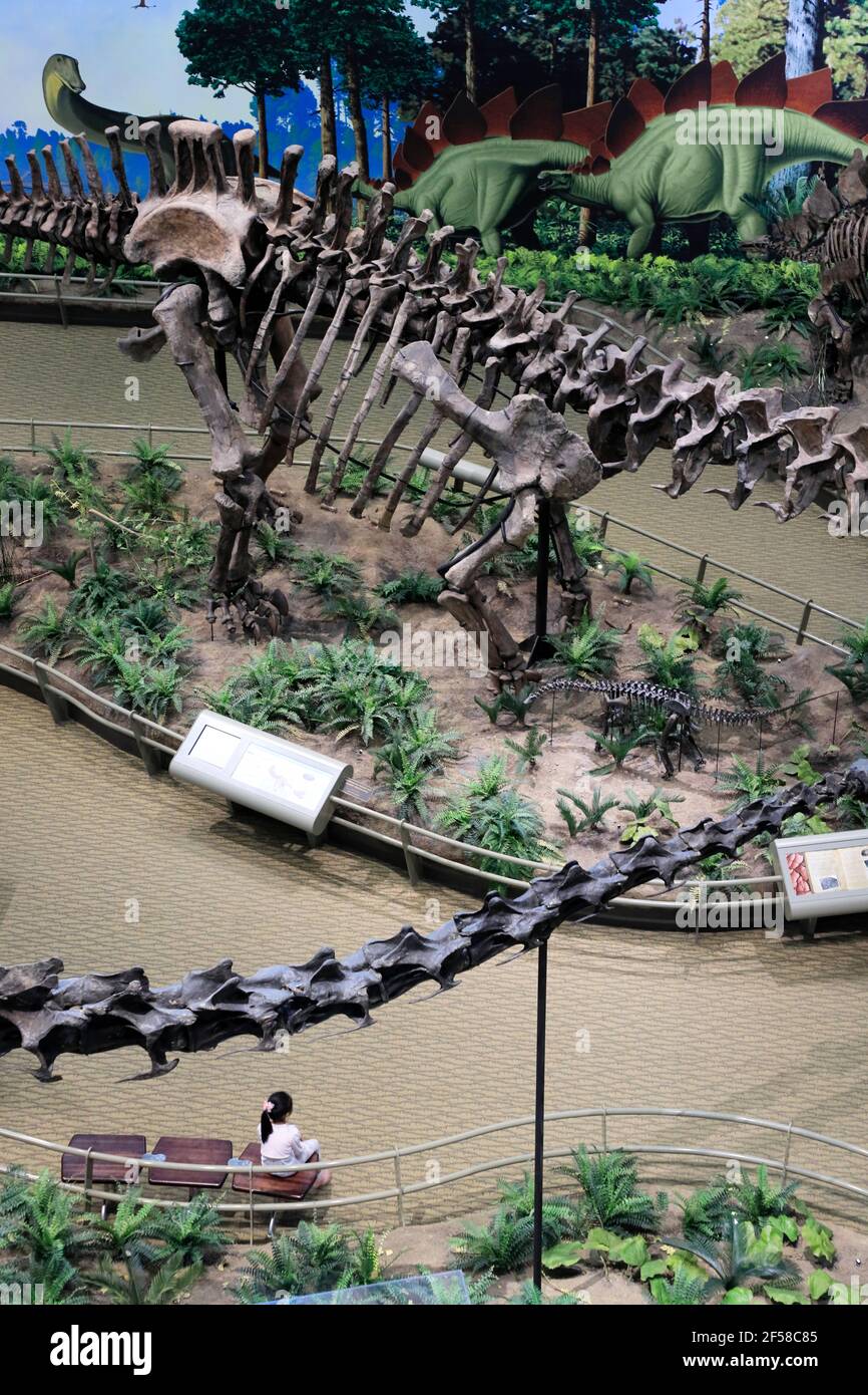 Gli scheletri di dinosauri sono esposti nel Museo Carnegie di Storia Naturale. Pittsburgh.Pennsylvania.USA Foto Stock