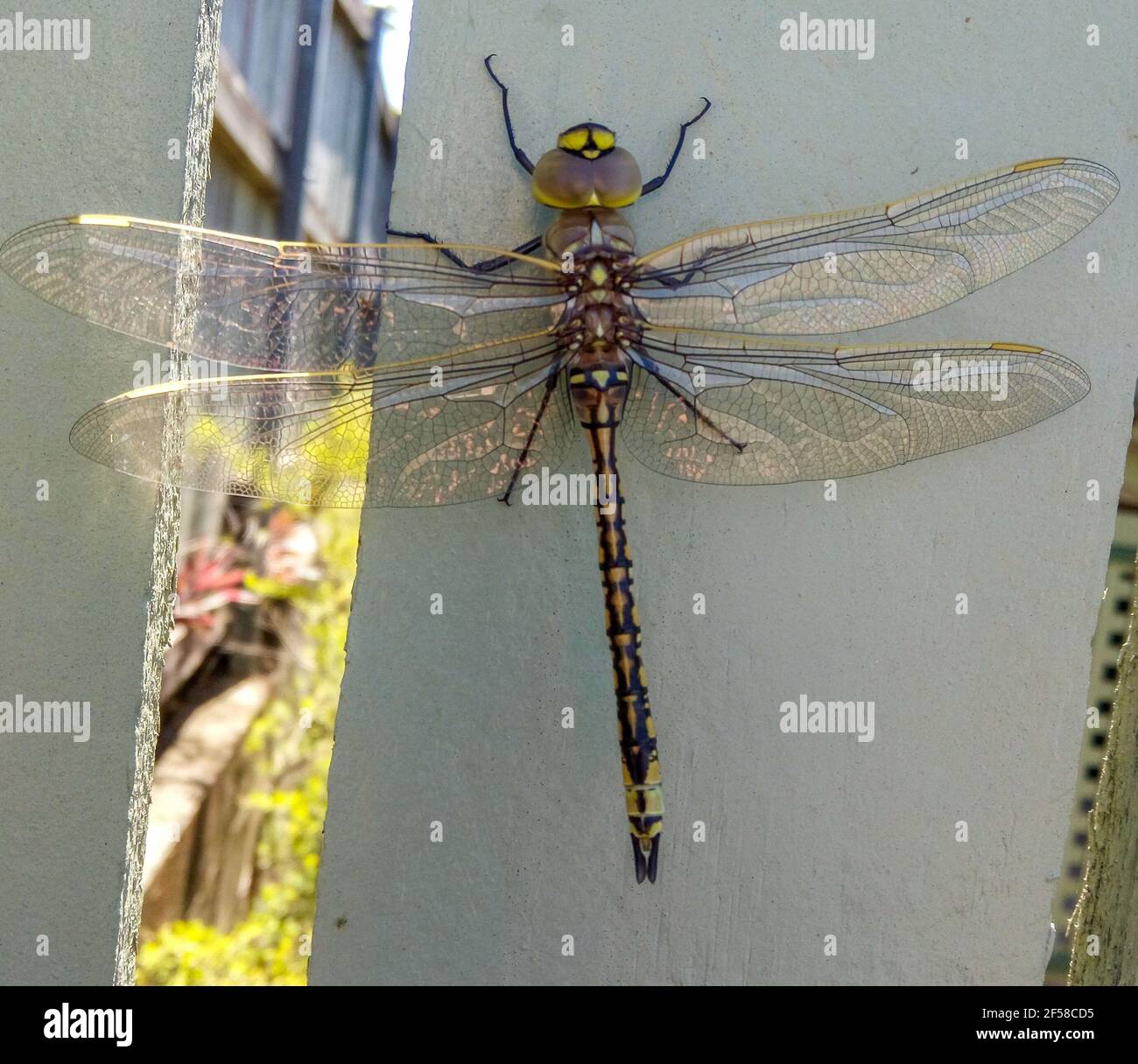 Dragonfly su una recinzione Foto Stock