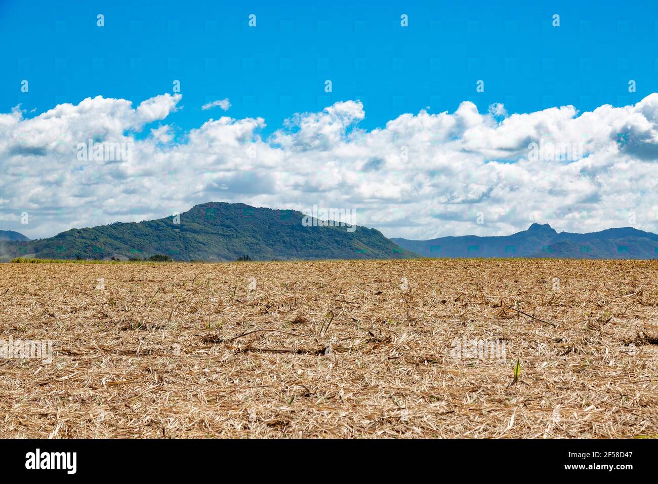 campo di canna da zucchero raccolto Foto Stock