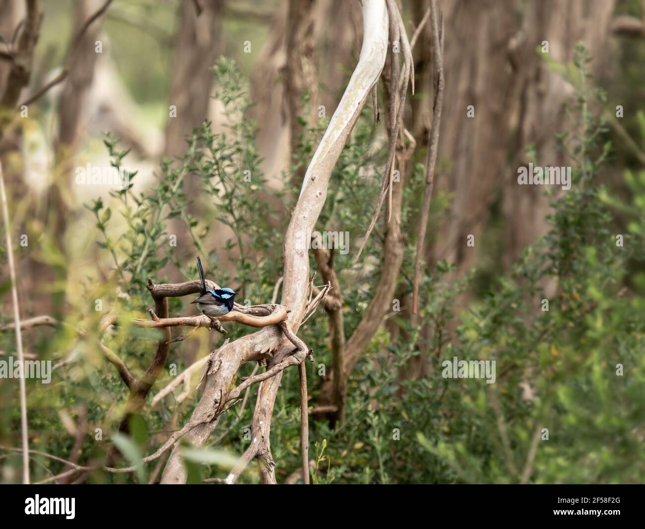 Maschio superbo Blue Fairy Wren (Malurus cyaneus) sulla Penisola di Mornington, Victoria, Australia Foto Stock