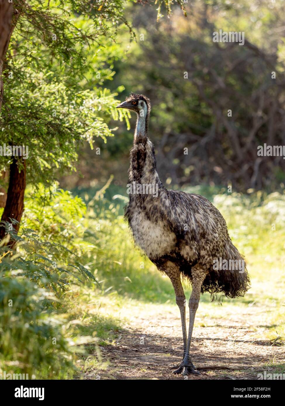 Wild EMU, i Briars, il Monte Martha, Australia Foto Stock