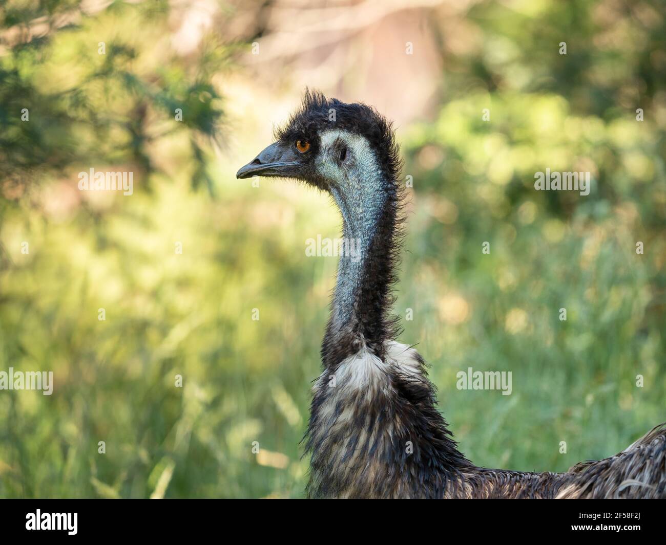 Wild EMU, i Briars, il Monte Martha, Australia Foto Stock