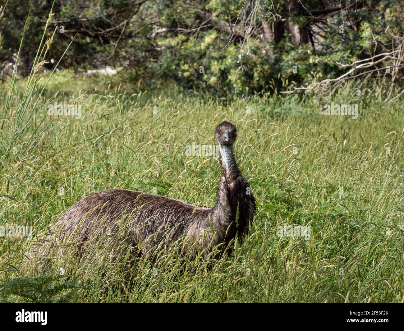 Wild EMU, i Briars, il Monte Martha, Australia Foto Stock