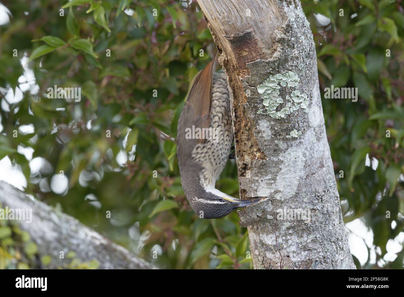 Paradise Riflebird - femmina alla ricerca di insetti Ptiloris paradiseus Parco Nazionale Lamington Queensland, Australia BI029241 Foto Stock