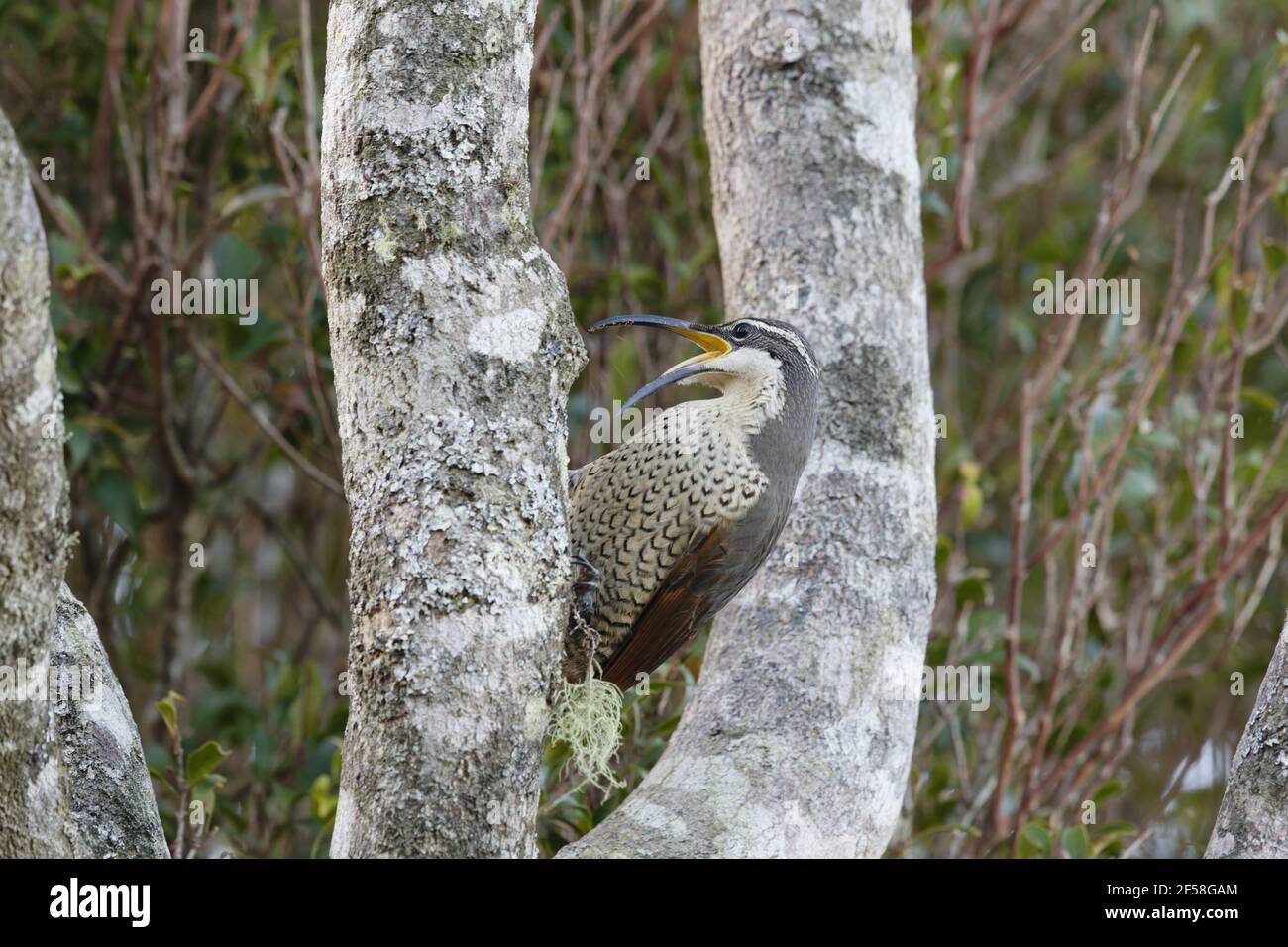 Paradise Riflebird - femmina alla ricerca di insetti Ptiloris paradiseus Parco Nazionale Lamington Queensland, Australia BI029248 Foto Stock