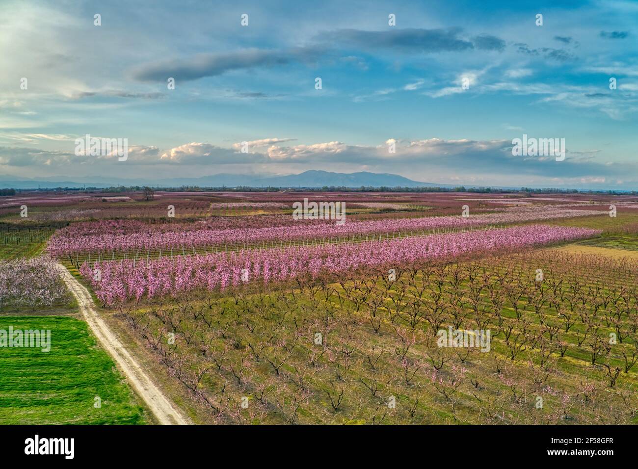 Vista aerea del frutteto di alberi di pesco in fiorì in primavera nella pianura di Veria in Grecia settentrionale Foto Stock