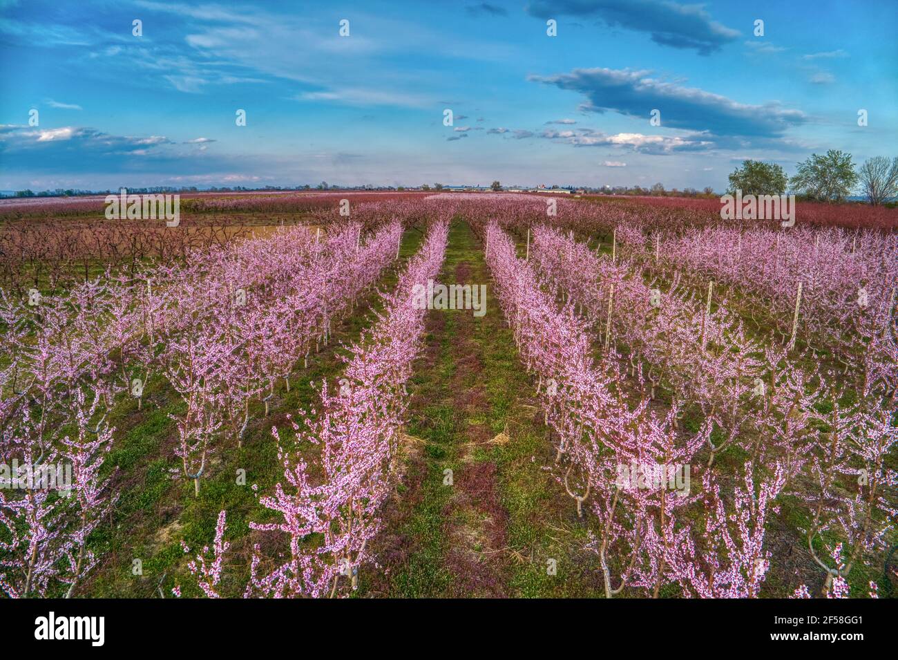 Vista aerea del frutteto di alberi di pesco in fiorì in primavera nella pianura di Veria in Grecia settentrionale Foto Stock