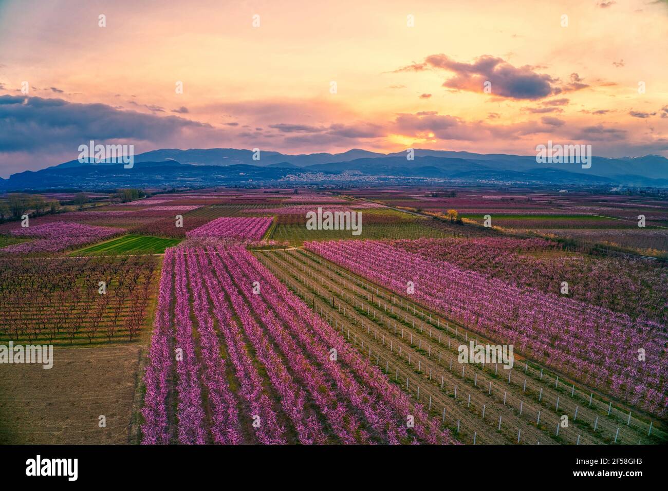 Veduta aerea del frutteto di pesche fiorite al tramonto in primavera nella pianura di Veria nel nord della Grecia Foto Stock