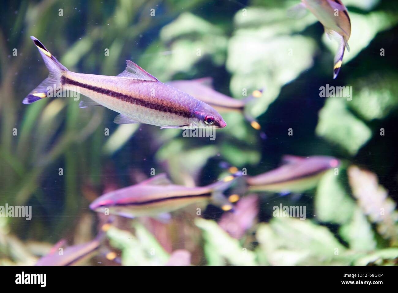 Denison Barb, Sahyadria denisonii è una specie di pesce ciprinide in via di estinzione endemica dei torrenti collinari e dei fiumi del Ghat i occidentale Foto Stock