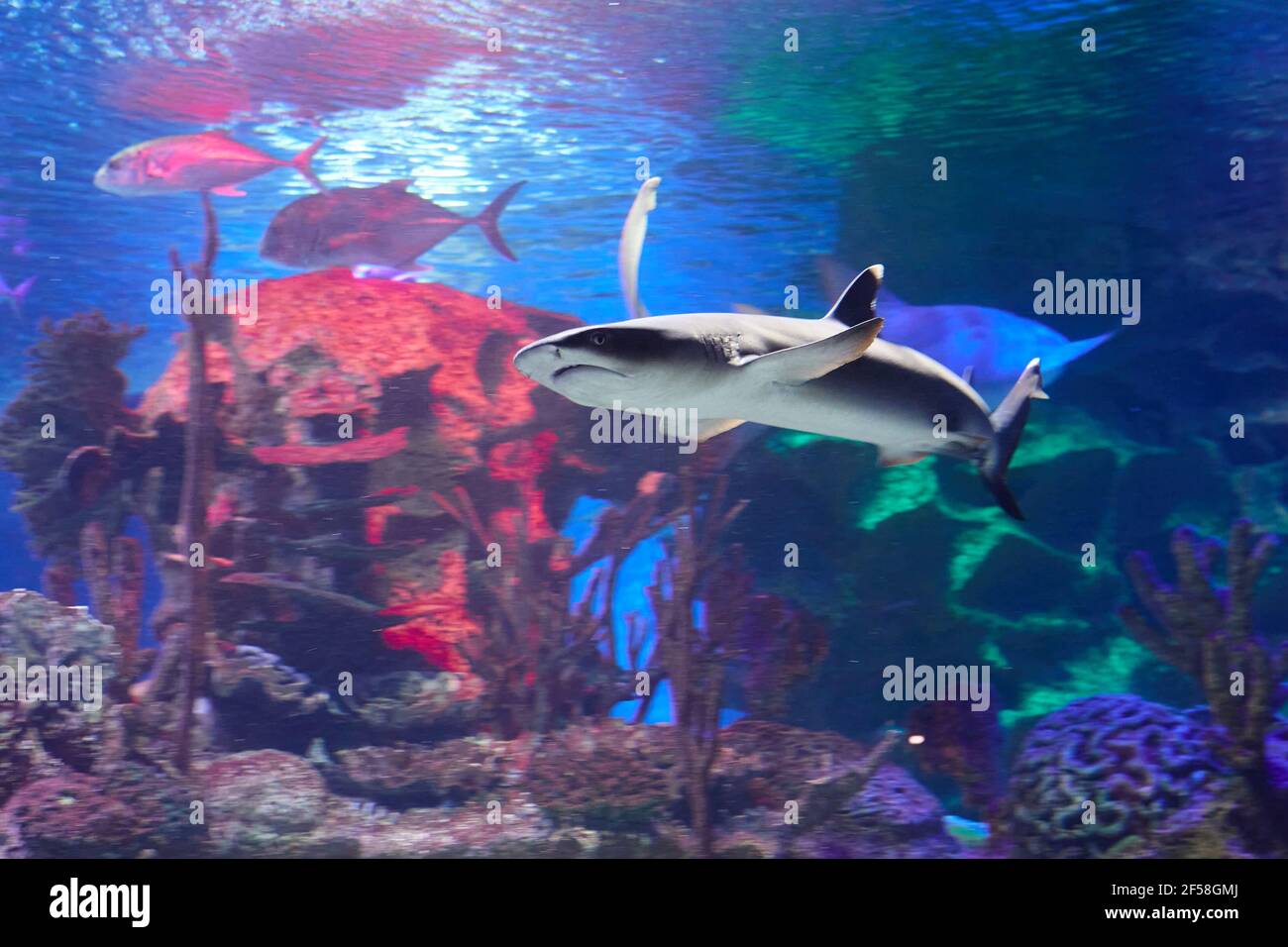 Lo squalo reef con punta bianca o squalo reef con punta bianca è una famiglia di Carcharhinidae (squali requiem). Foto Stock