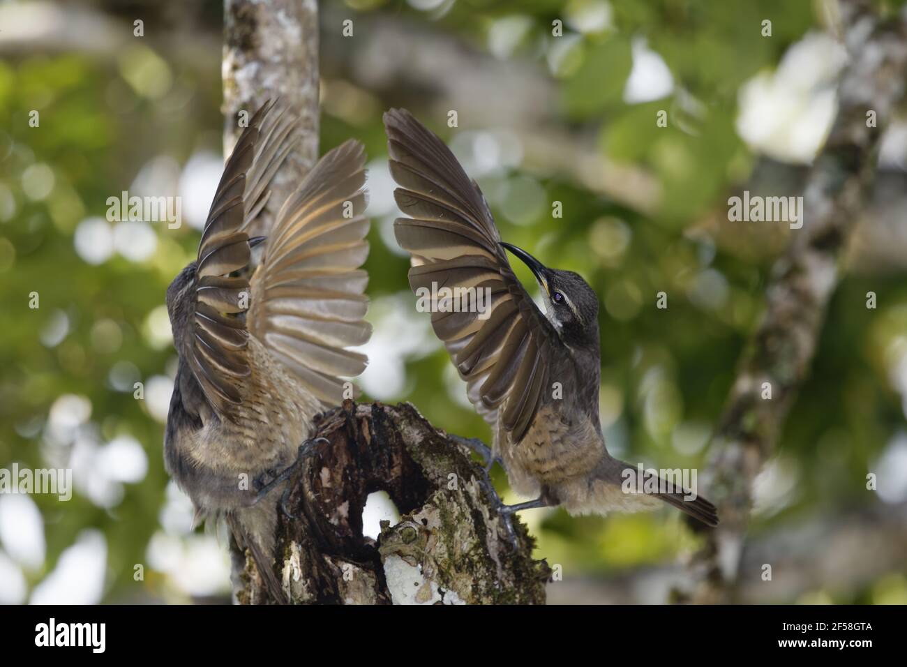 Victoria's Riflebird - alimentazione immaturo su frutta Ptiloris victoriae - maschi immaturi di visualizzazione per ogni altro altopiano di Atherton Queensland, Australi Foto Stock