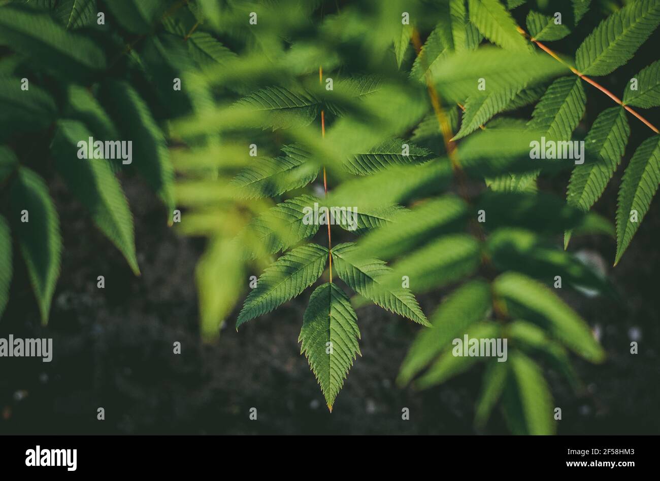 Foglia di giungla tropicale, foglie verdi astratte, texture naturale del motivo di sfondo Foto Stock