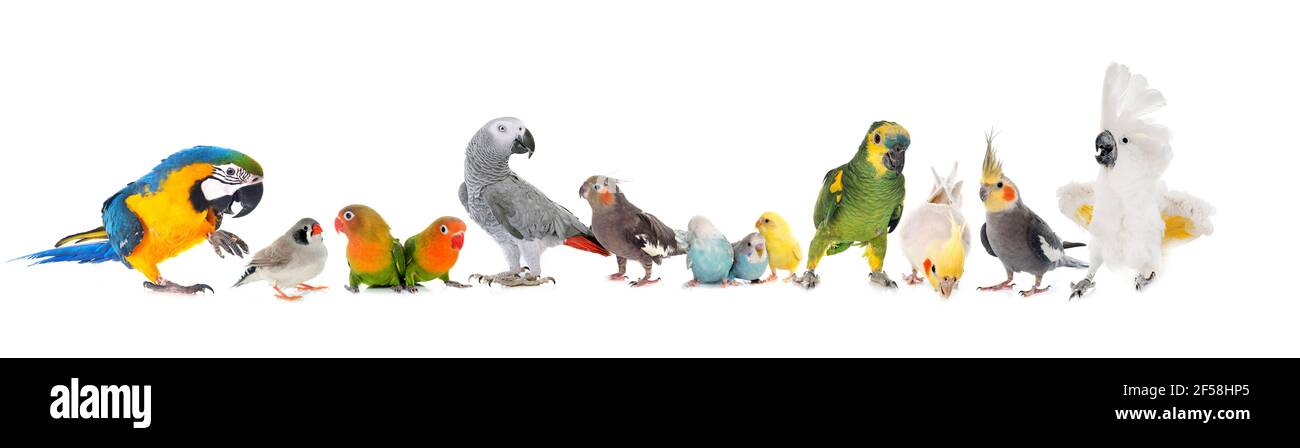 raggruppa uccelli di fronte a sfondo bianco Foto Stock