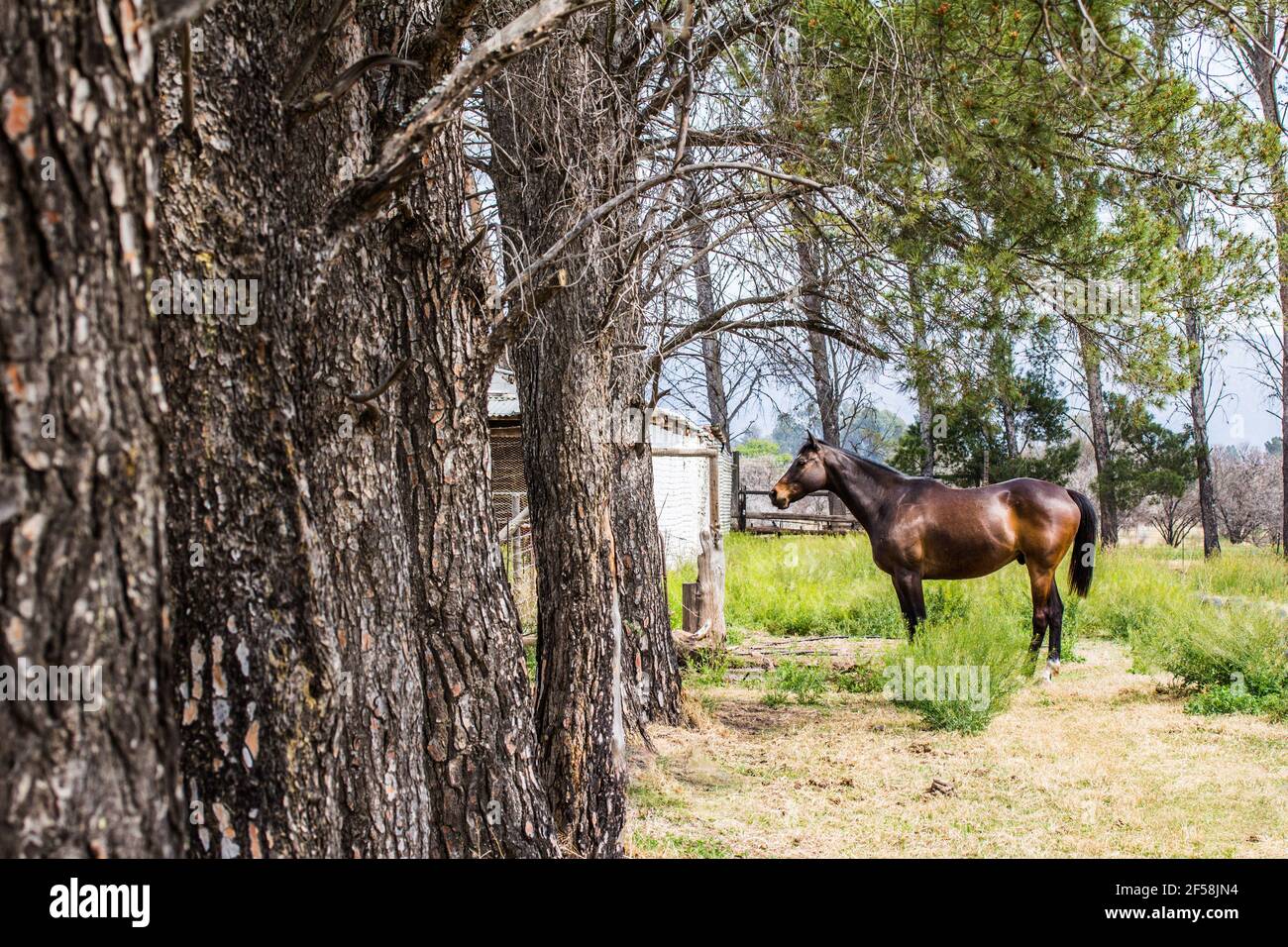 Cavallo in piedi in paddock vicino a una fila di alberi - solo cavallo marrone Foto Stock