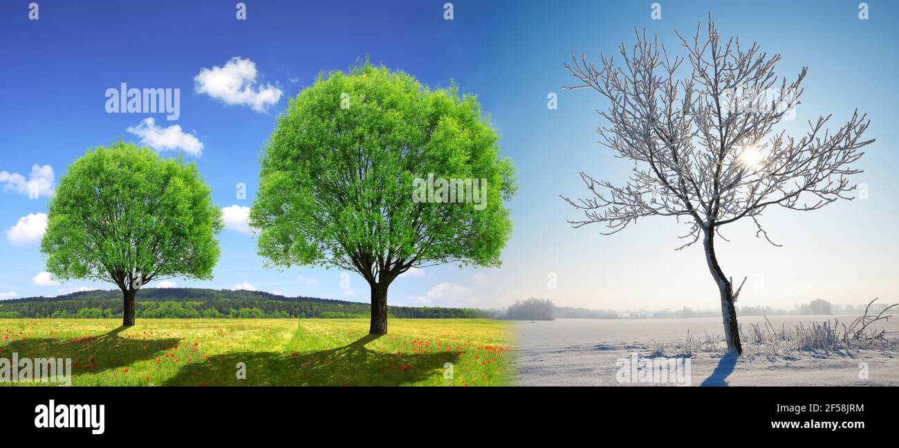 Alberi in inverno e paesaggio primaverile con cielo blu. Concetto di cambio stagione. Foto Stock