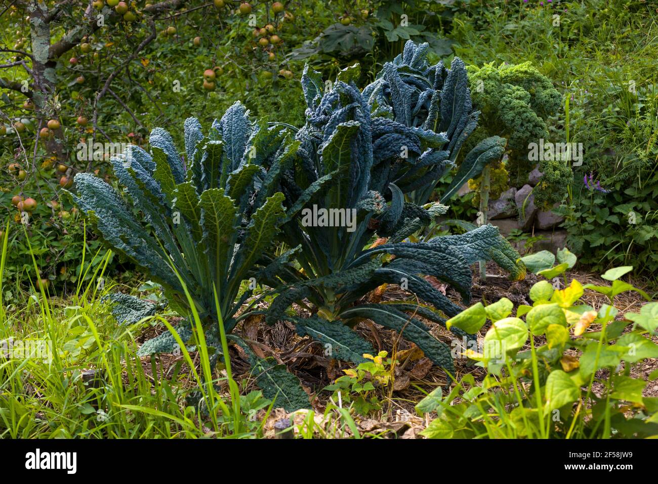 Vista delle piante di cavolo nero nel giardino della casa Foto Stock