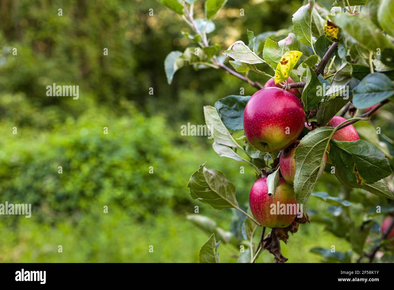Vista delle mele biologiche appese sul ramo Foto Stock