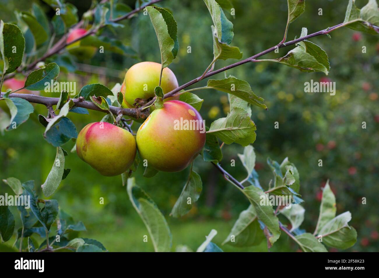 Vista delle mele biologiche appese sul ramo Foto Stock