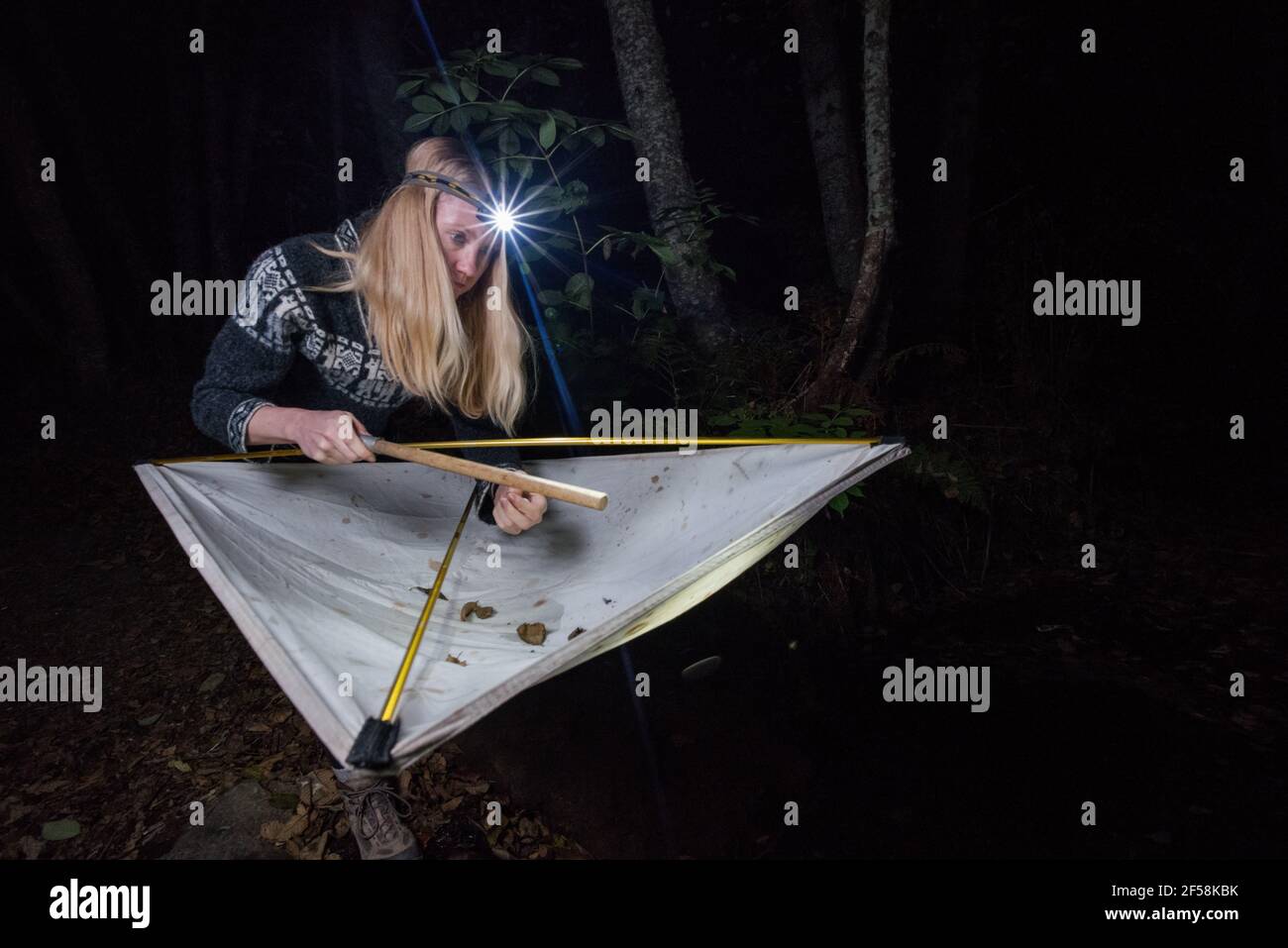 Di notte nella foresta entomologist femminile guarda nel foglio di battitura per raccogliere gli insetti che ha raccolto dentro per il suo lavoro di campo in CA. Foto Stock