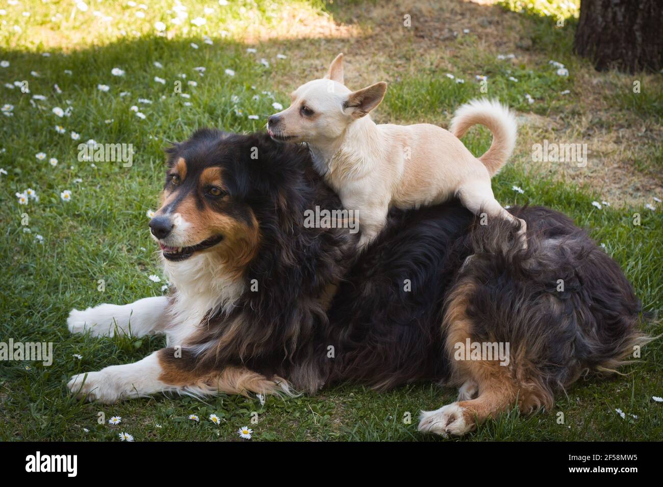 Ritratto di due cani divertenti in giardino Foto Stock