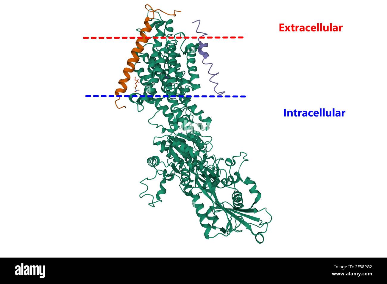 Struttura dell'adenosina trifosfatasi sodio-potassio, nota anche come pompa sodio-potassio, modello a fumetto 3D, sfondo bianco Foto Stock