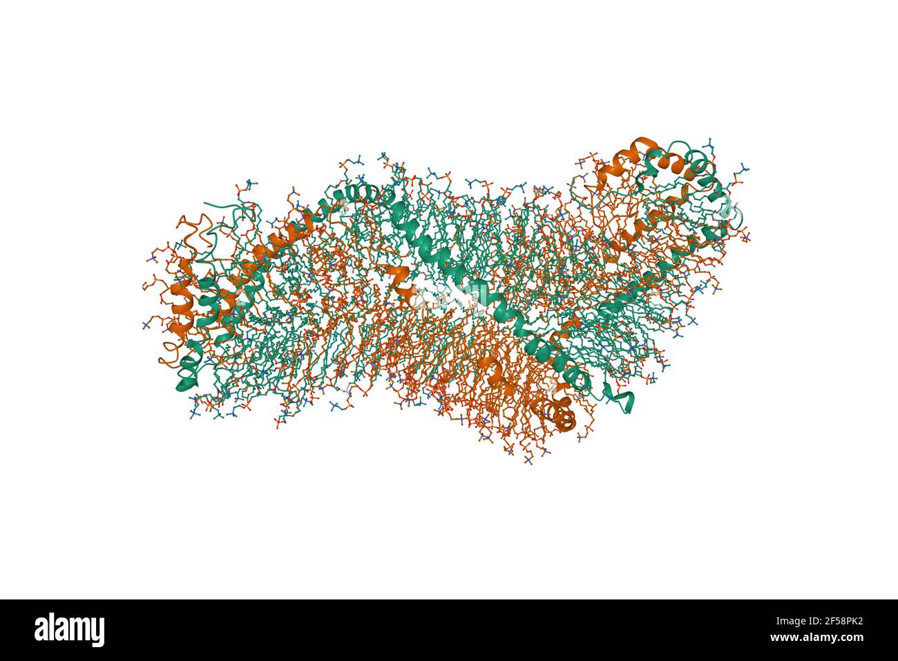 Struttura della soluzione di modello a doppia elica di lipoproteine ad alta densità, modello di cartoni animati 3D, sfondo bianco Foto Stock