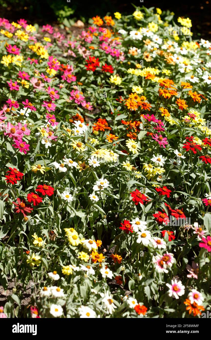 Blühende bitte Sommerblumen, Blumenbaret, Deutschland, Europa Foto Stock