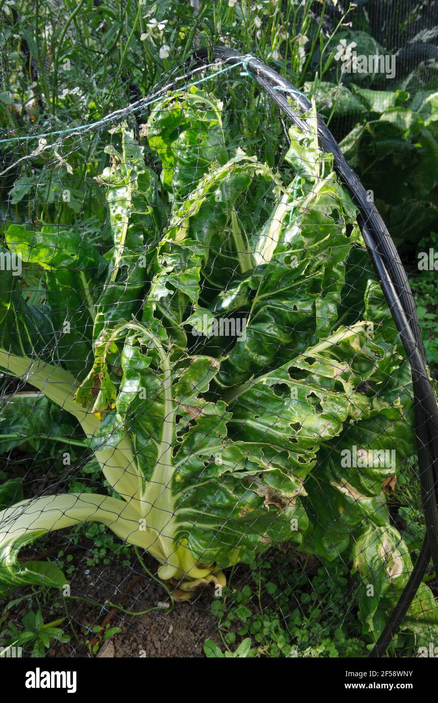 Swiss Chard con danni alle foglie causati da Casa Sparrows. Tunnel di rete per uccelli troppo piccolo per le piante svizzere di Chard, significa che le foglie premere contro il ne Foto Stock