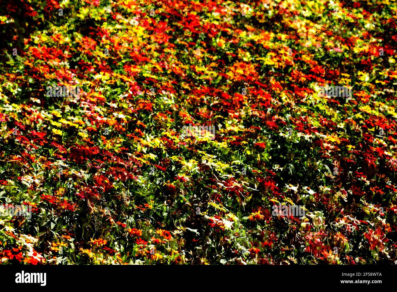 Blühende bitte Sommerblumen abstrakt, Blumenbaret, Deutschland, Europa Foto Stock